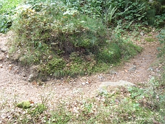 Les sentiers pédestres des Vosges ne sont pas larges afin de ménager la nature